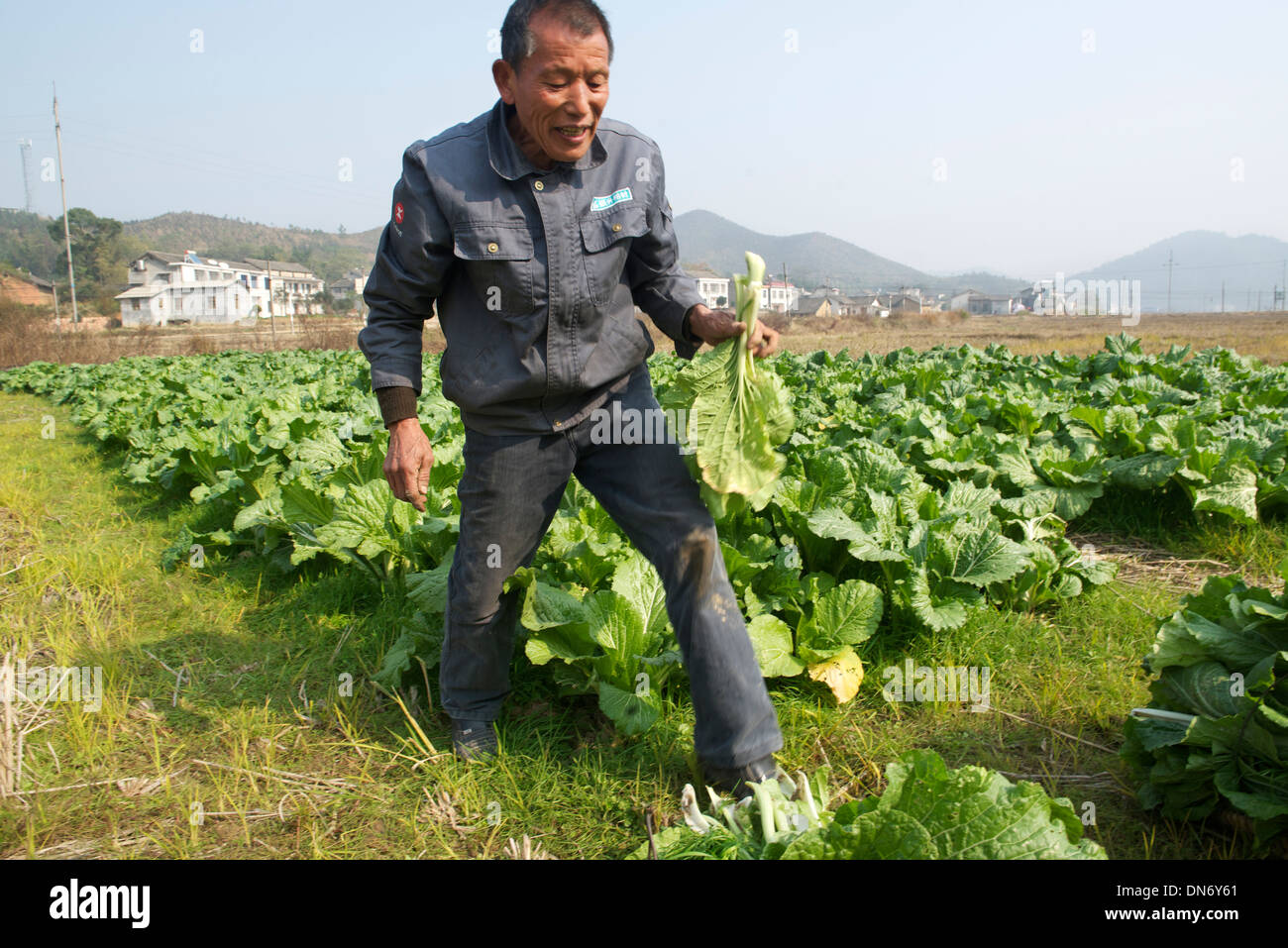 Luo Junliang, a 66 anno vecchio contadino, raccolti raccolti di erba al suo campo nel villaggio di Yangling, Shaoshan, nella provincia del Hunan, Cina. 2013 Foto Stock