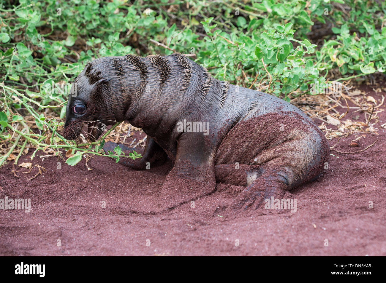 Le Galapagos Sea Lion pup (Zalophus californianus wollebaeki) Foto Stock