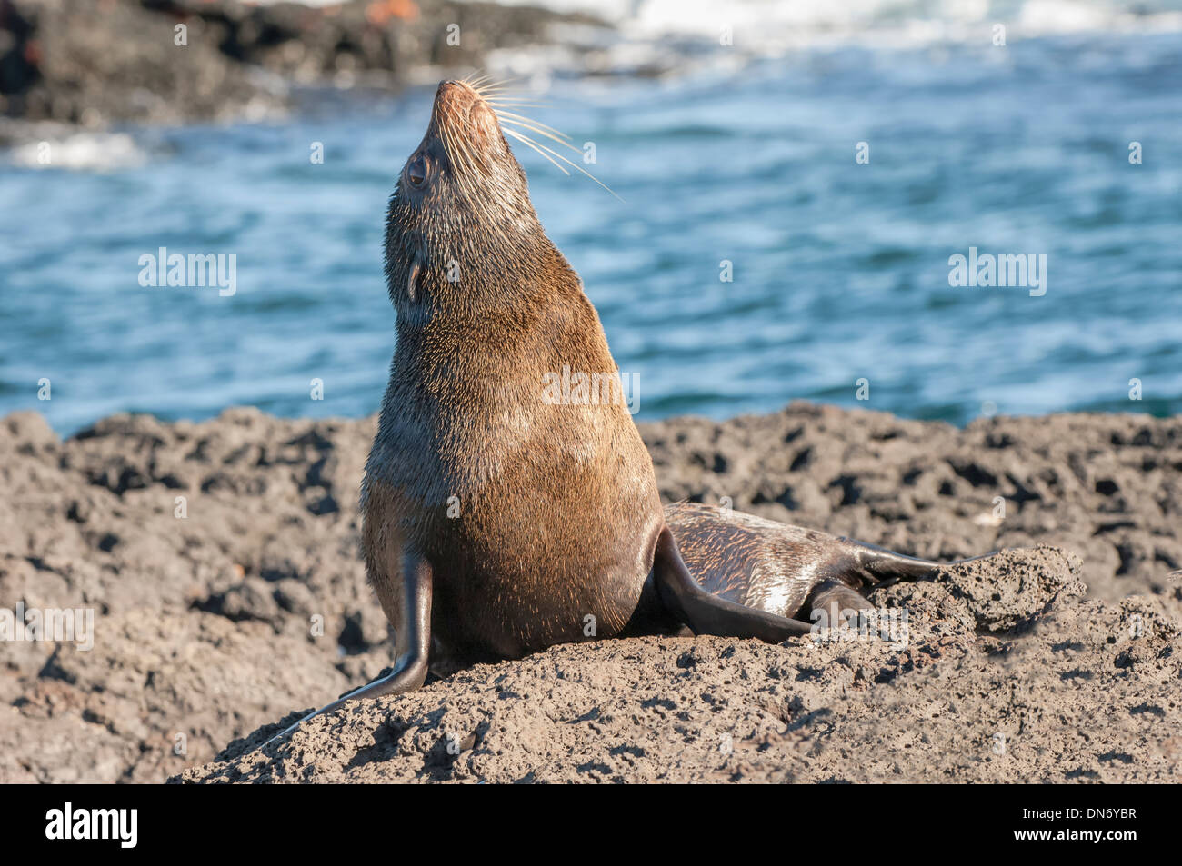 Le Galapagos pelliccia sigillo (Arctocephalus galapagoensis) Foto Stock