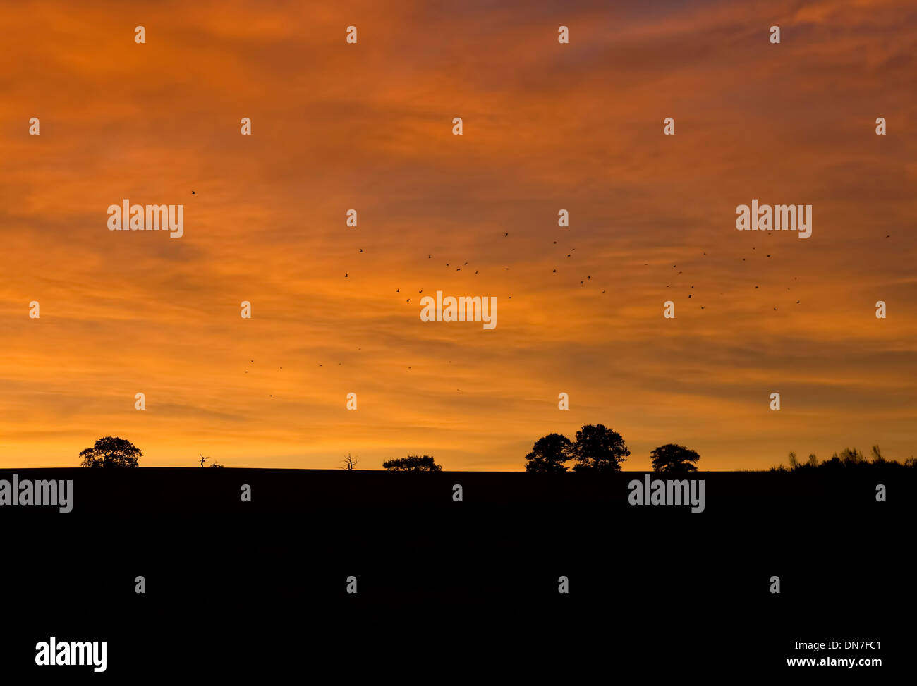 Un rosso infuocato sky contro la silhouette del paesaggio con la migrazione di uccelli, Worcestershire, Inghilterra. Foto Stock