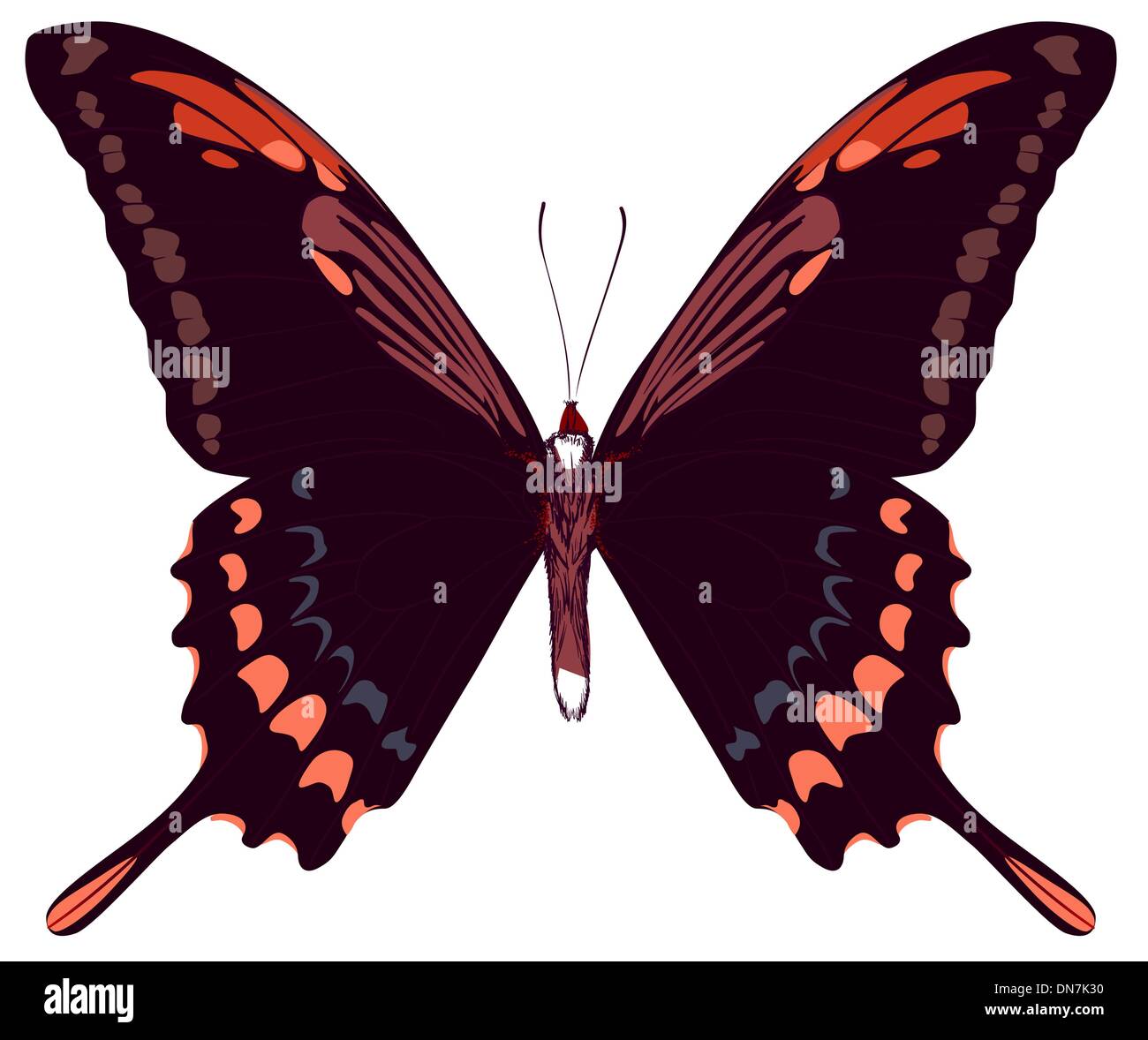 Bellissimo il vettore isolato red butterfly Illustrazione Vettoriale