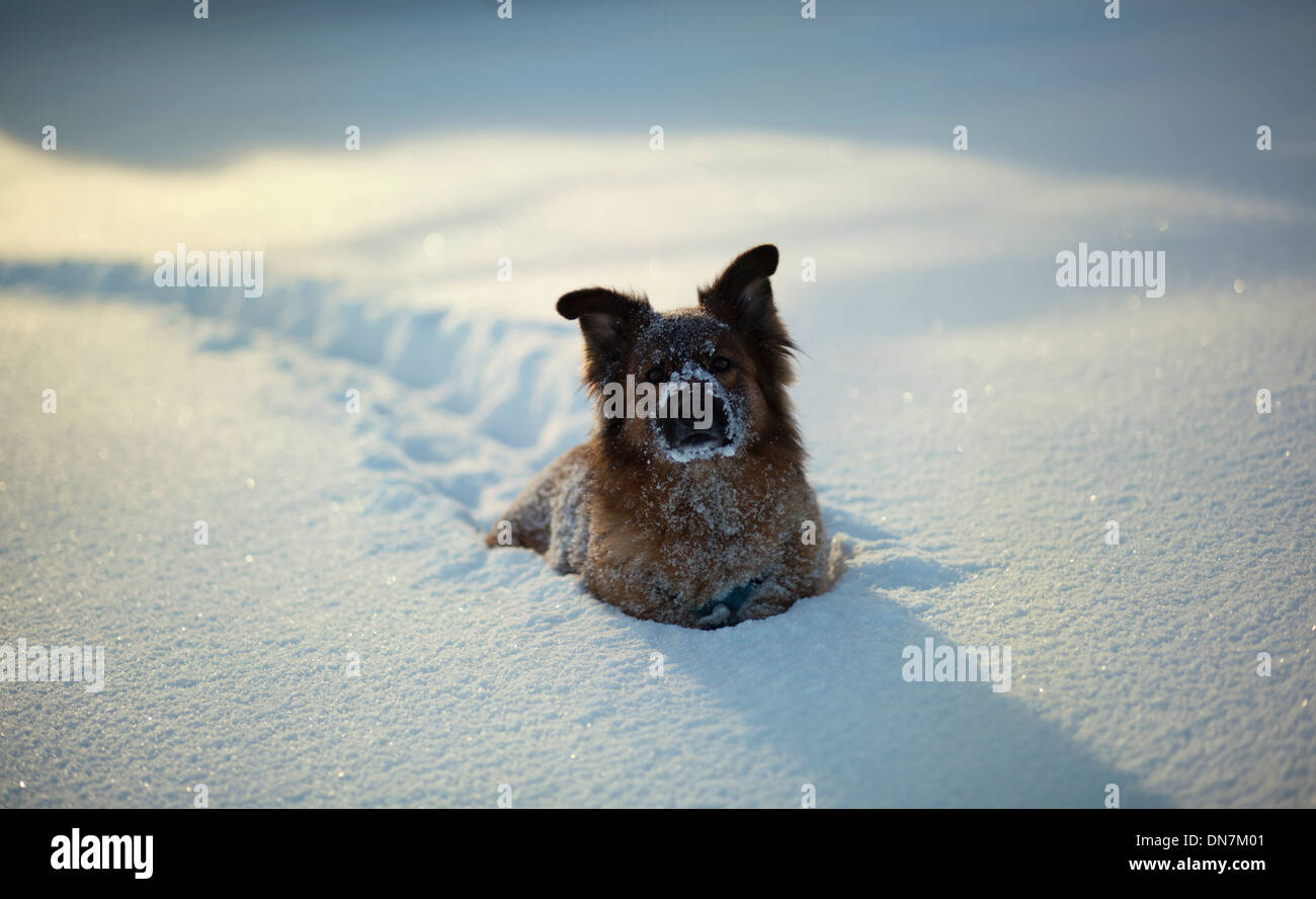 Cane nella neve Foto Stock