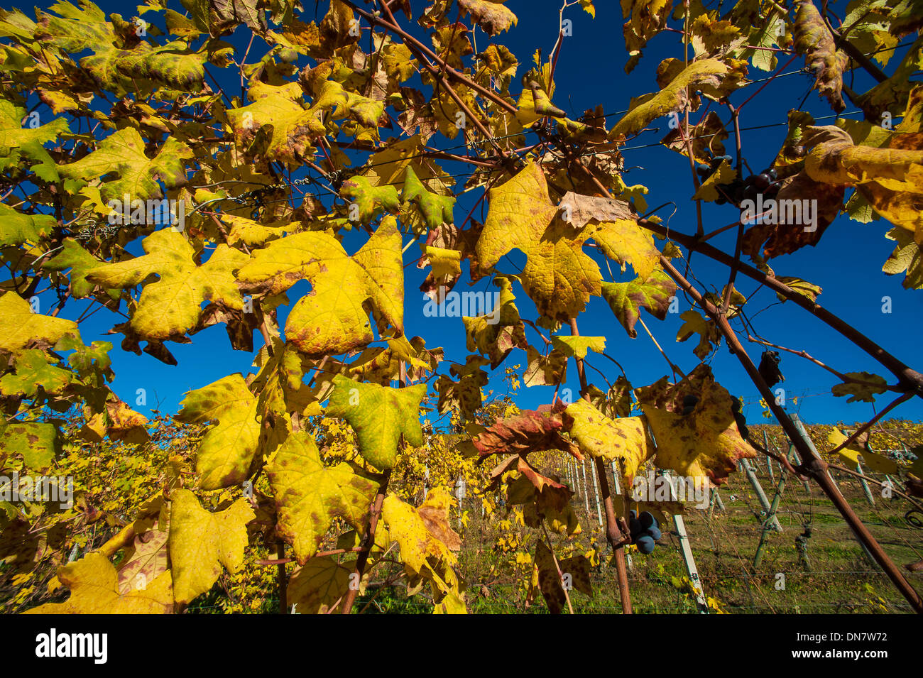 Europa Italia Piemonte vigneti delle Langhe Foto Stock