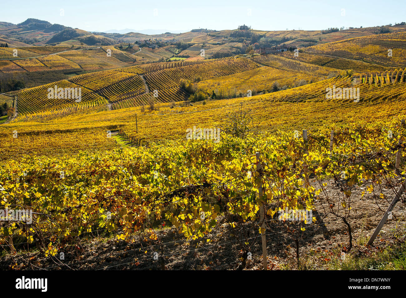 Europa Italia langhe La Morra i vigneti Foto Stock