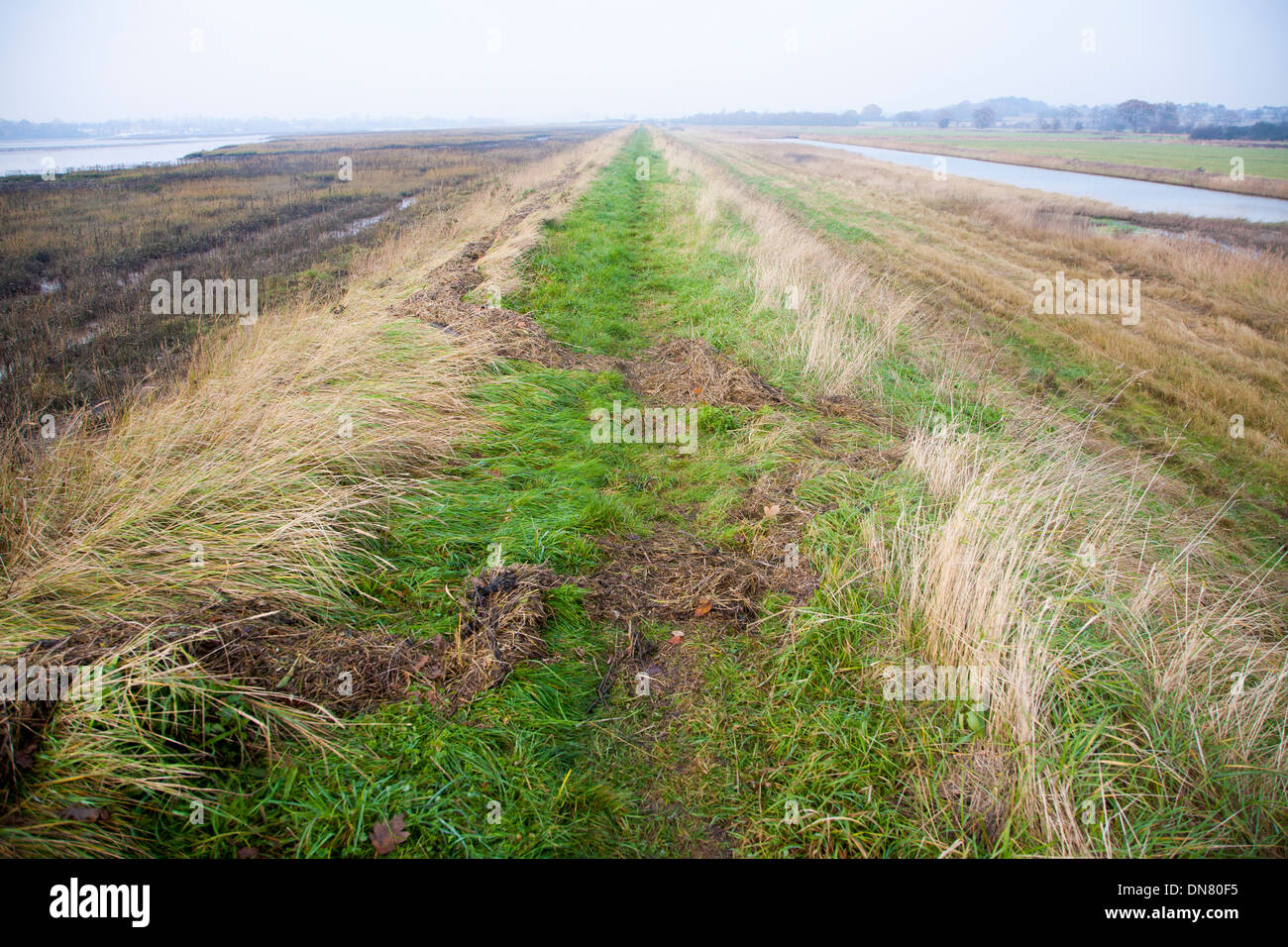 Difesa Flood sollevato argine parete fluviale sul fiume Deben a Sutton, Suffolk, Inghilterra Foto Stock