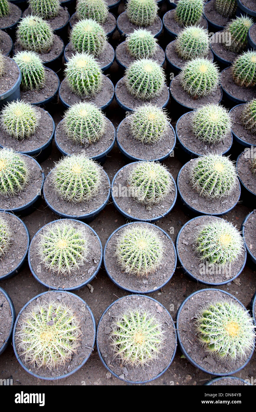 La struttura ad albero del cactus sferica in jardiniere. Foto Stock