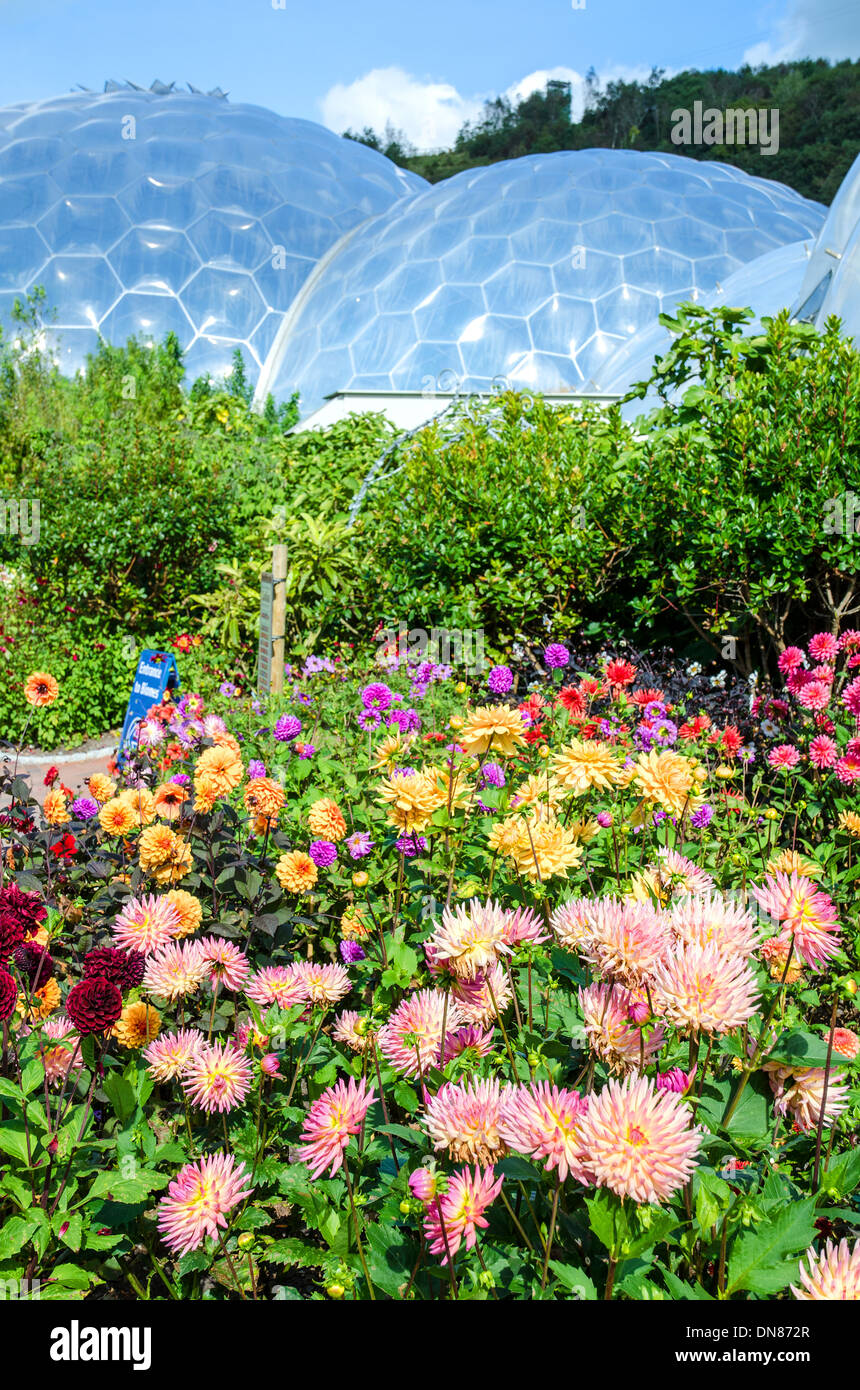 Fiori d'estate all'eden project in cornwall, Regno Unito Foto Stock