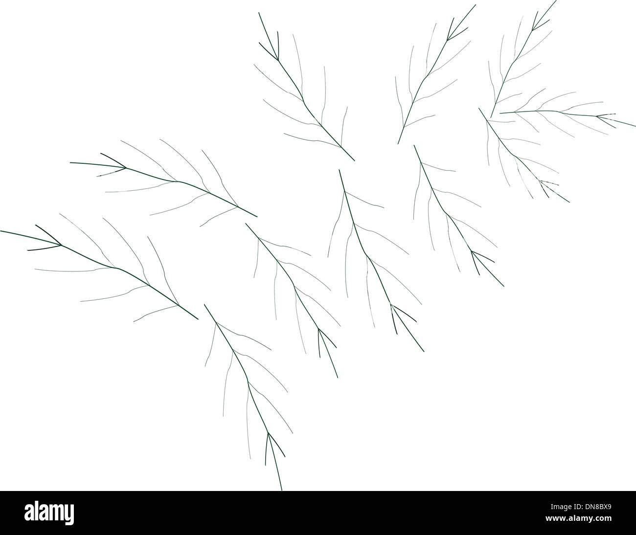 Una illustrazione di Acerbi di bacche di caffè sul ramo Illustrazione Vettoriale