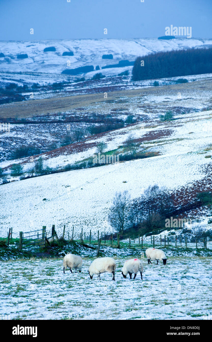 Gamma Epynt, Cambrian Mountains, Wales, Regno Unito. Xx Dicembre 2013. Dopo che ieri la nevicata su terra alta e una notte di congelamento, la temperatura sale di nuovo con la pioggia inizia a fondere la neve. Credito: Graham M. Lawrence/Alamy Live News. Foto Stock