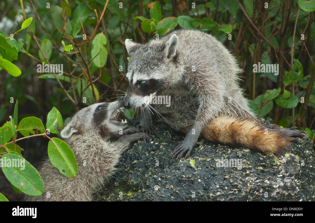 Procione pigmeo (Procione pygmaeus) specie gravemente minacciate, madre-bambino interazione, Isola di Cozumel, Messico Foto Stock