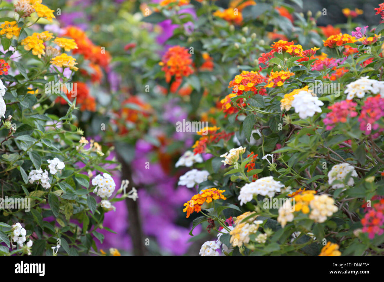 Colorato di Lantana fiori nel cortile. Foto Stock