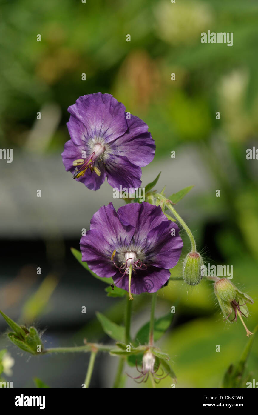 Dusky Crane's-bill, geranio phaeum Foto Stock