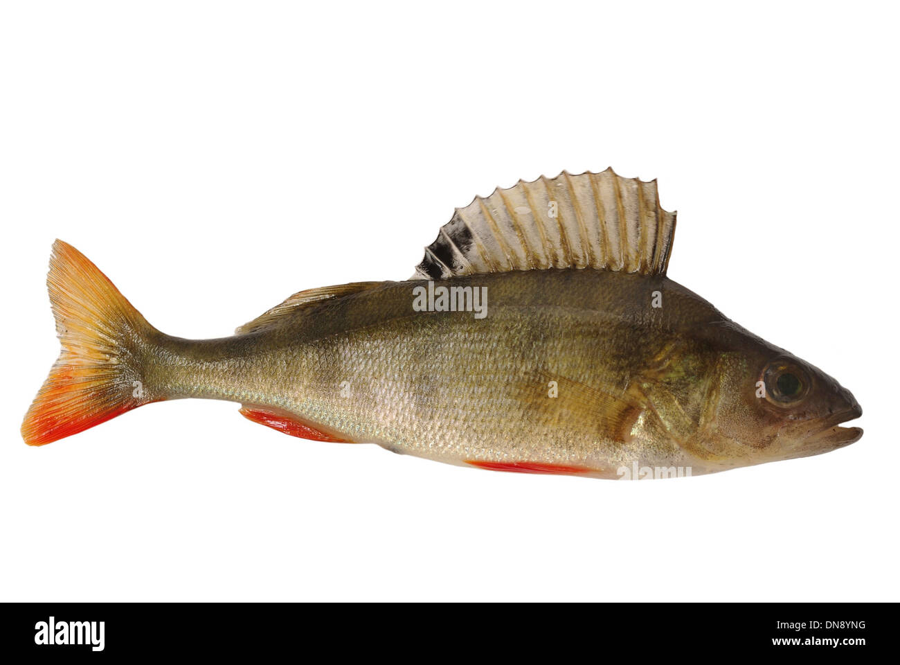 Predatori di appollaiarsi su sfondo bianco Foto Stock