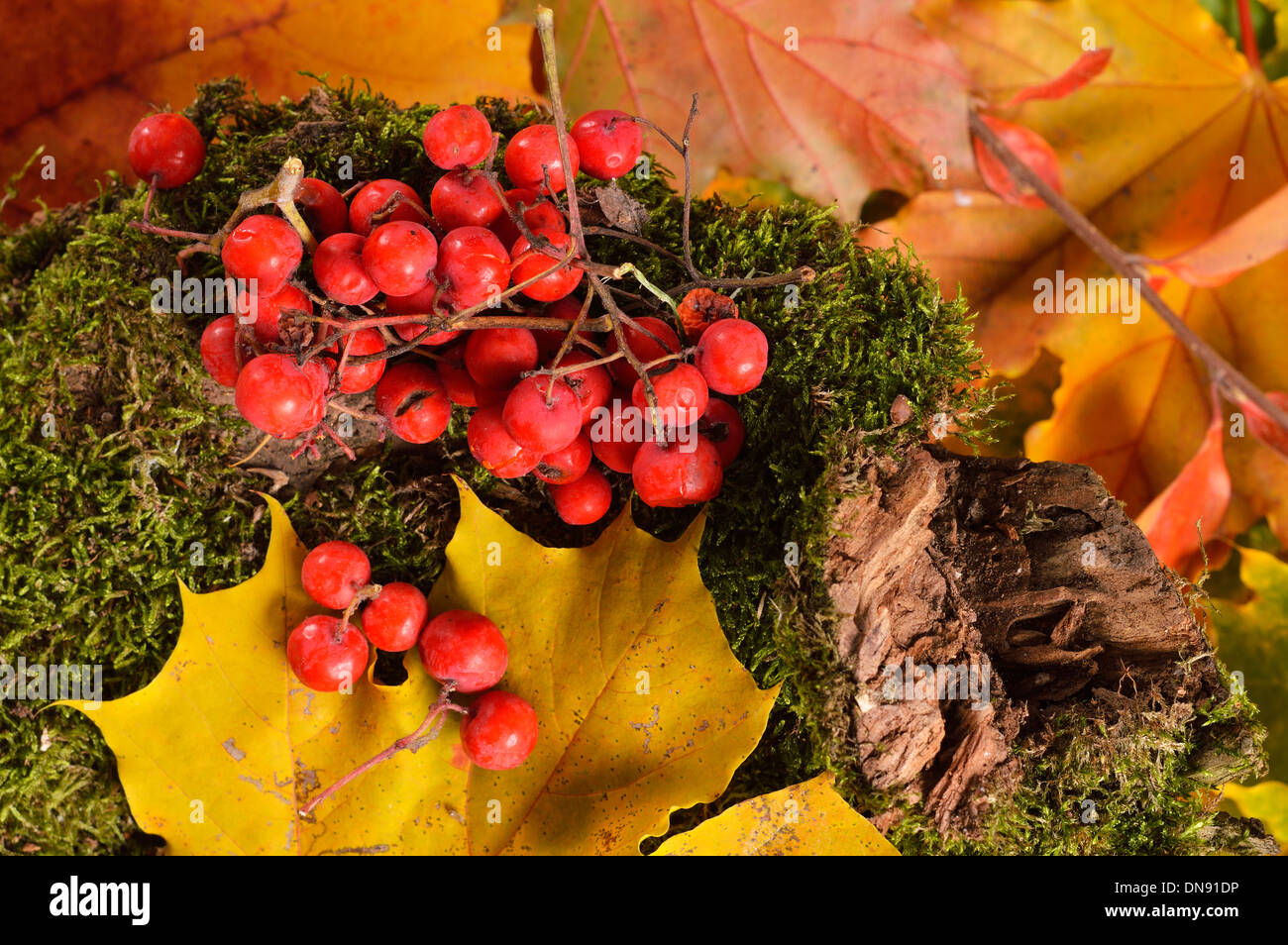 I colori autunnali, Bright Foglie di autunno e Rowan-Berry . Foto Stock