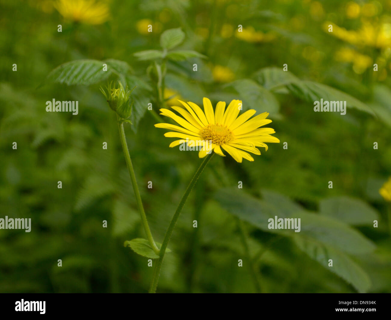Leopard's-bane, Doronicum pardalianches Foto Stock