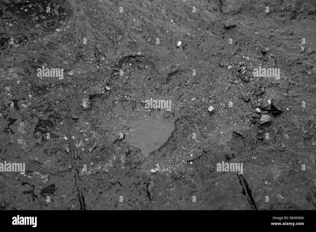 Footprint di dinosauri a Barry, Galles del Sud Foto Stock