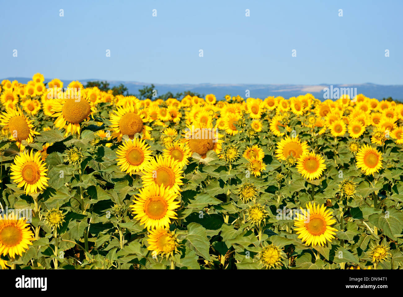 Un bellissimo campo di girasoli Foto Stock