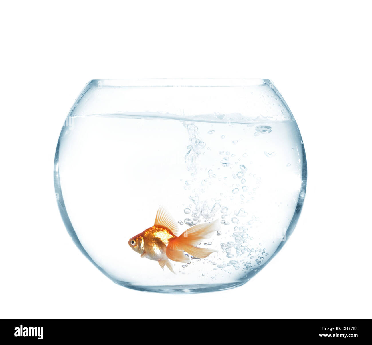 Piccolo pesce d'oro in vetro rotonde aquarium Foto Stock