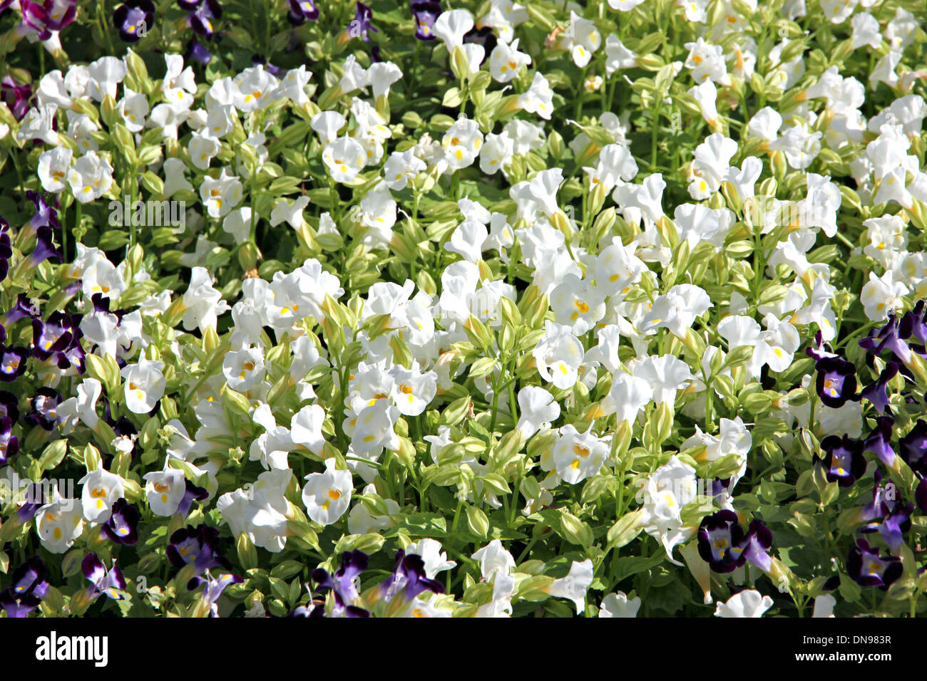 Bianco Garden balsamo o balsamo di Rose nel giardino. Foto Stock