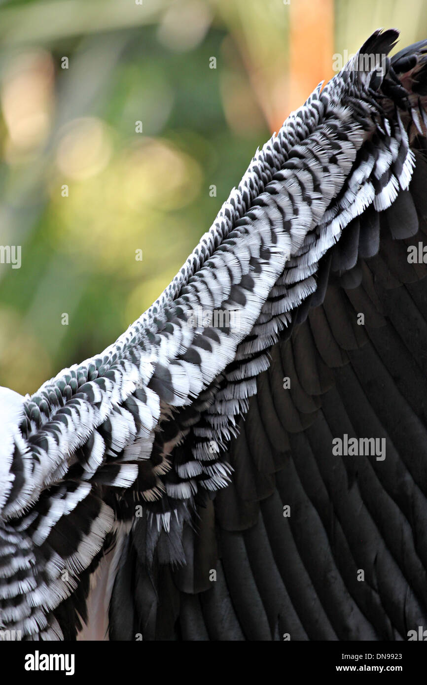 Ali di Cicogna e si affacciano in bianco e nero di piuma. Foto Stock