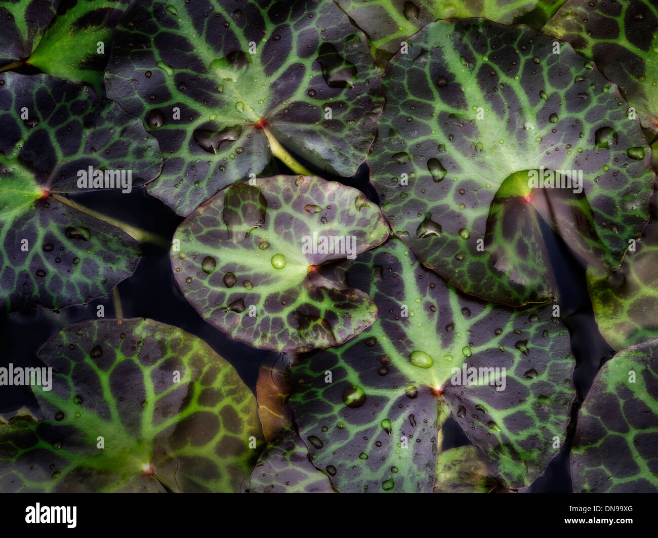 Close up di cioccolato frangia d'acqua,Nymphoides geminata foglie. Foglie galleggianti. Oregon Foto Stock