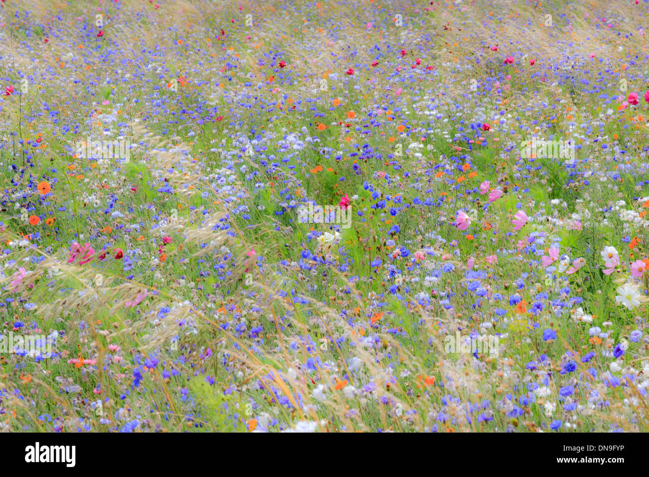 Flower prato in Francia, Indre (36) con Fiordaliso (Centaurea cyanus), giardino cosmo (Cosmos bipinnatus), zolfo Cosmo... Foto Stock