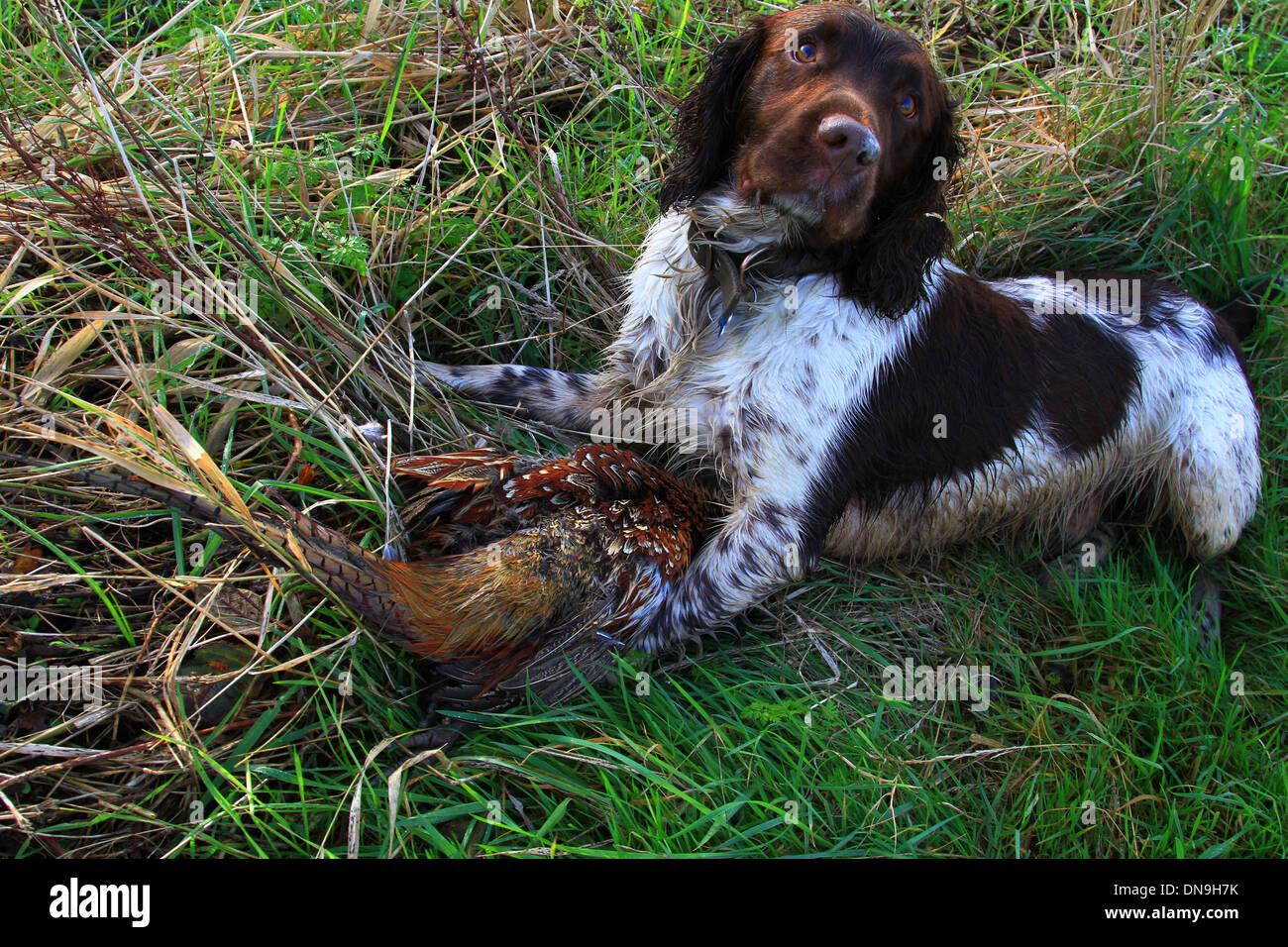 Inglese Springer Spaniel, marrone e fegato, marrone e bianco, canino, Gun Dog, energico, attivo, lavoratore duro, lavoro sul campo, attento desideroso, bello, animale domestico Foto Stock