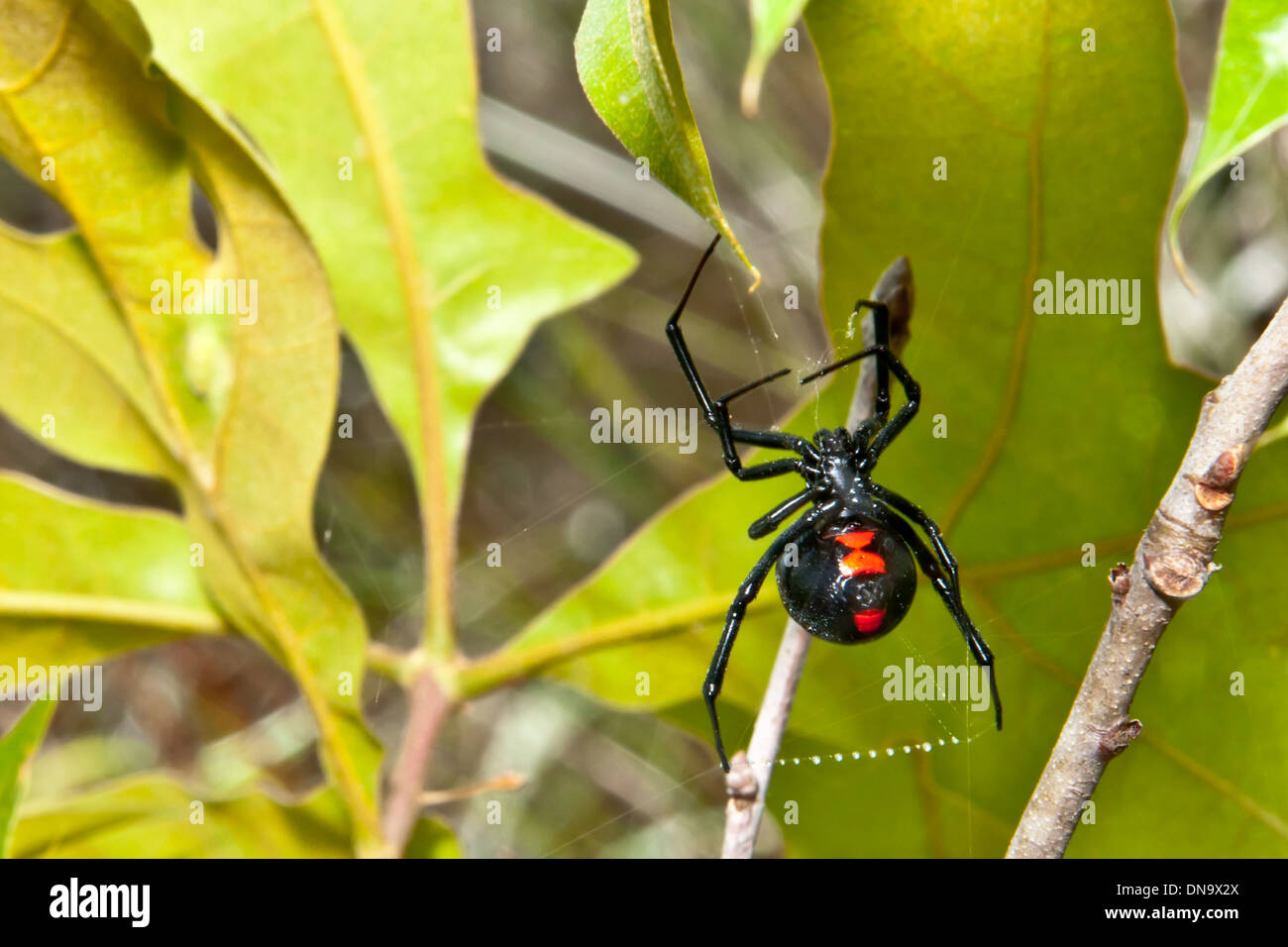 Black Widow Spider Foto Stock