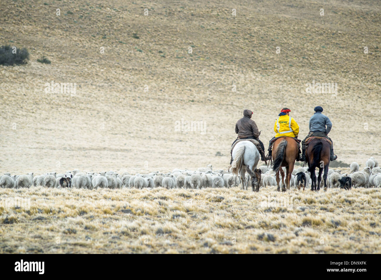Gauchos imbrancandosi con cavalli, Argentina Foto Stock