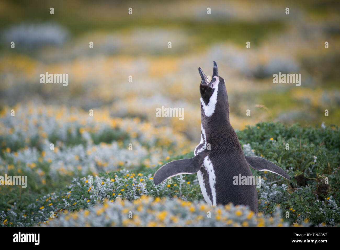 I Pinguini Magellean, Seno Otway colonia di pinguini di Punta Arenas in Cile Foto Stock