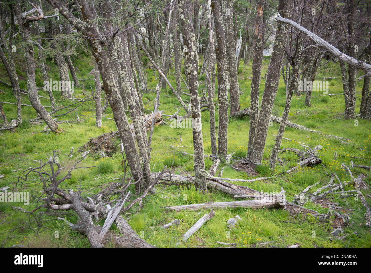 Parco nazionale Los Glaciares Argentina foresta di alberi sottili Foto Stock