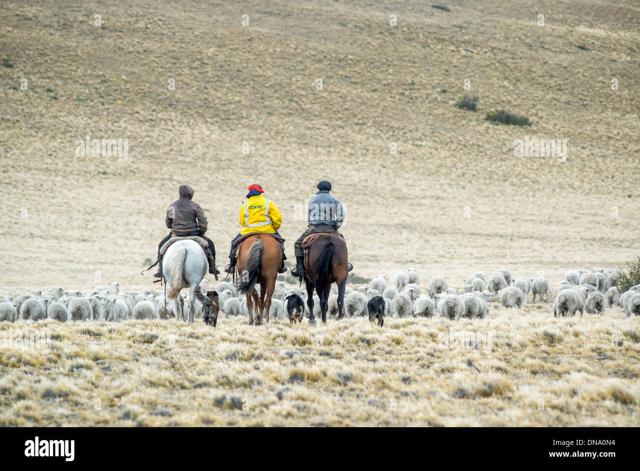 Gli agricoltori imbrancandosi con cavalli, Argentina Foto Stock