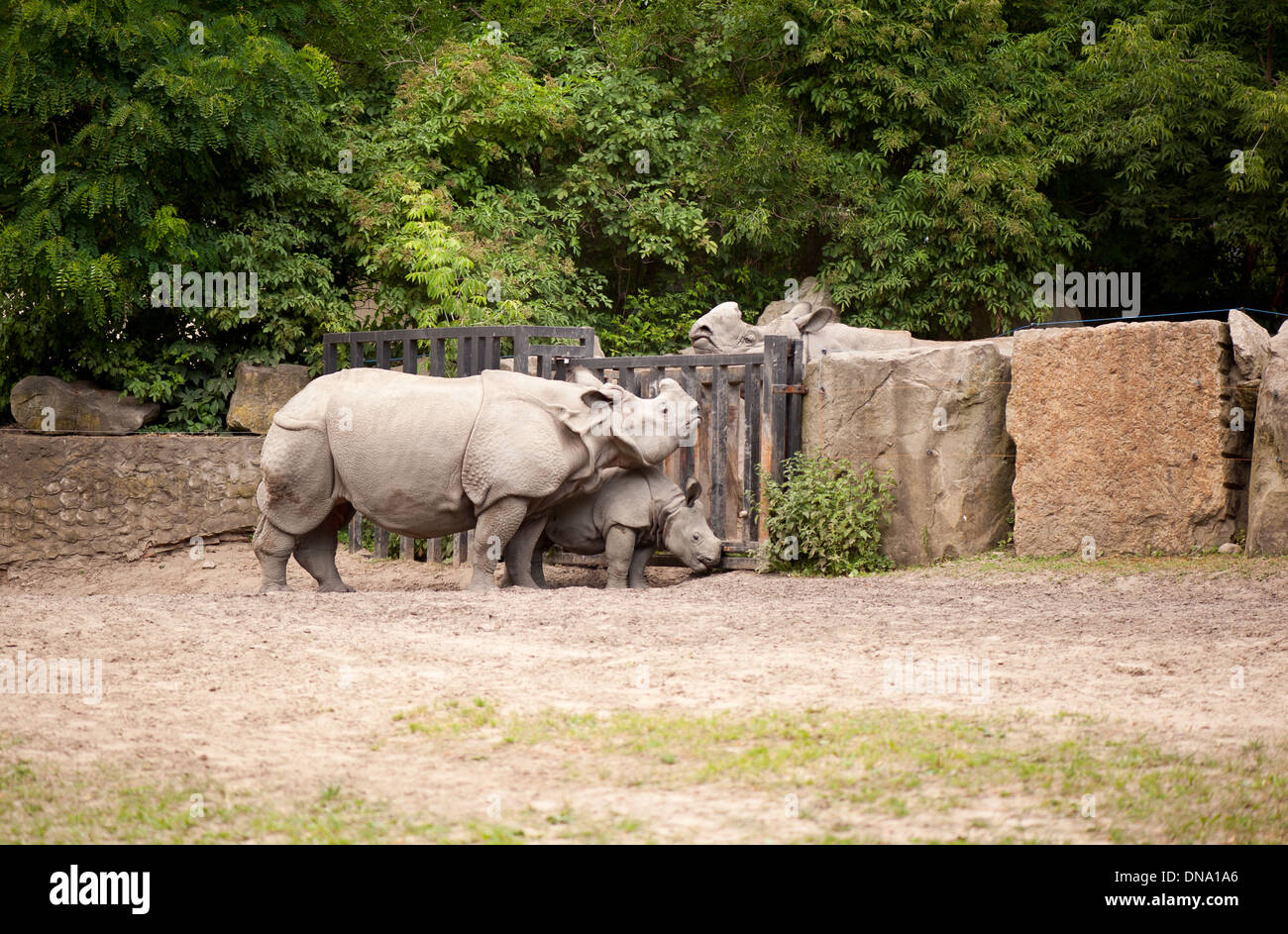Rinoceronte incontra la sua famiglia in Zoo Foto Stock