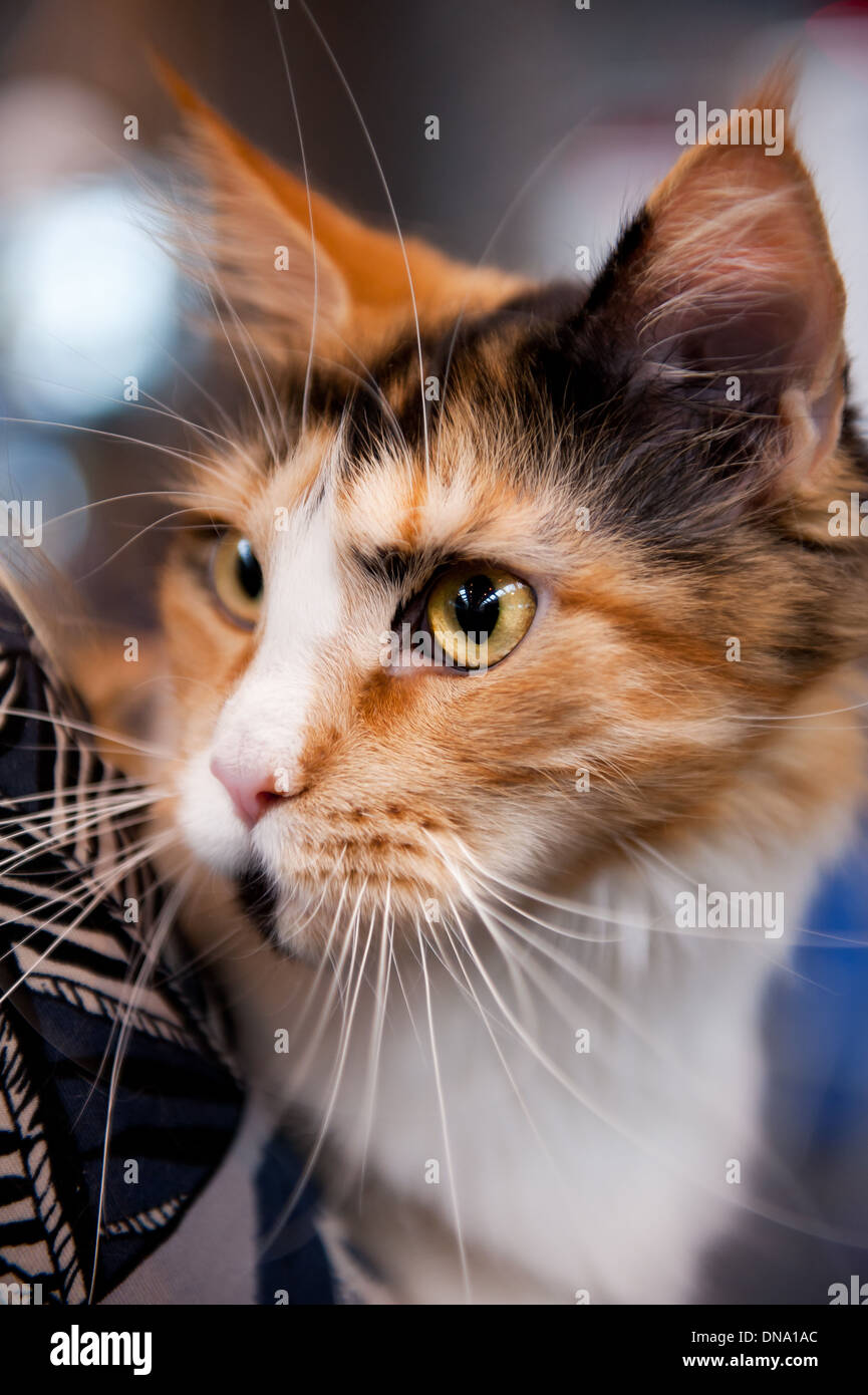 Capelli rossi gatto a World Cat Show di Varsavia Foto Stock