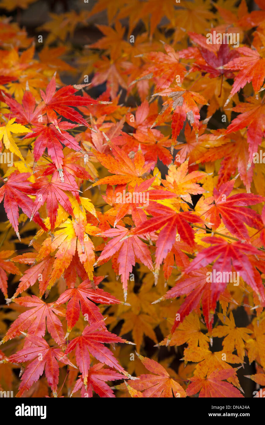 Brillante foglie colorate di un giapponese di acero. Foto Stock