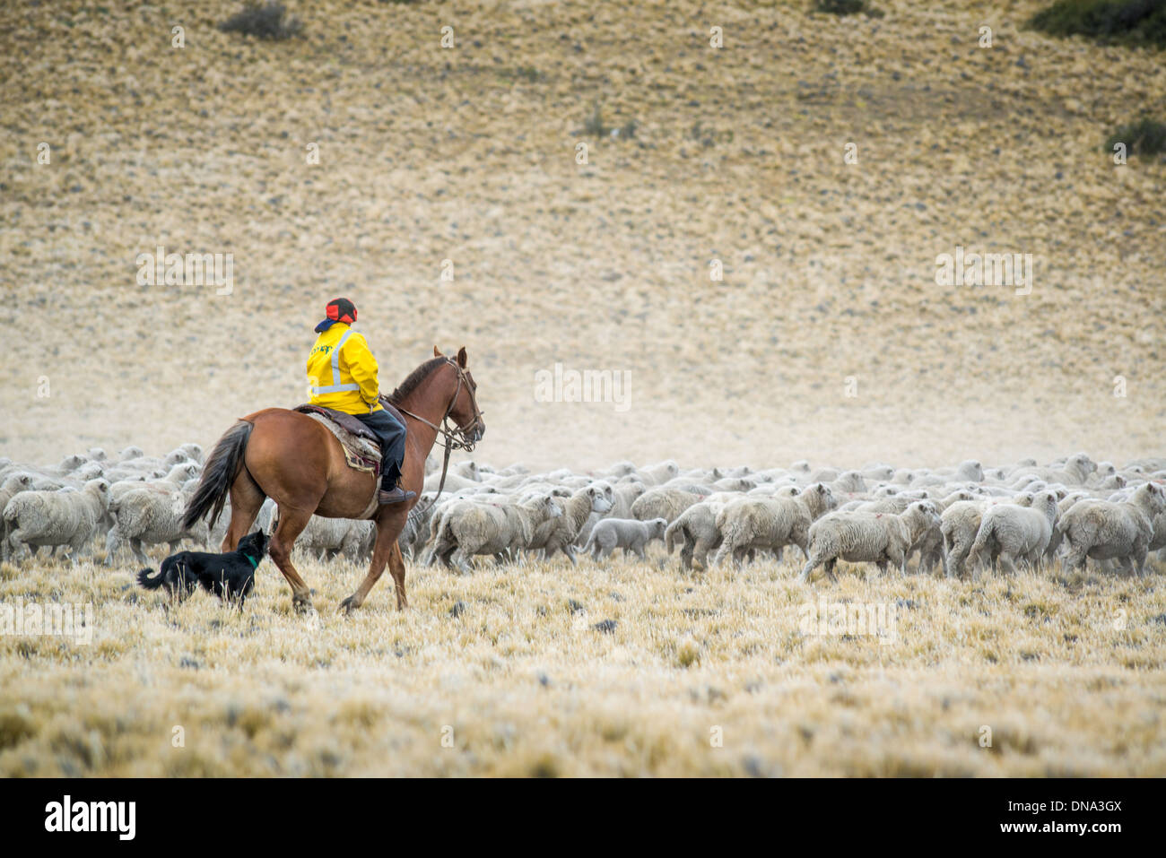 Gaucho imbrancandosi a cavallo con il cane di pecora, Argentina Foto Stock