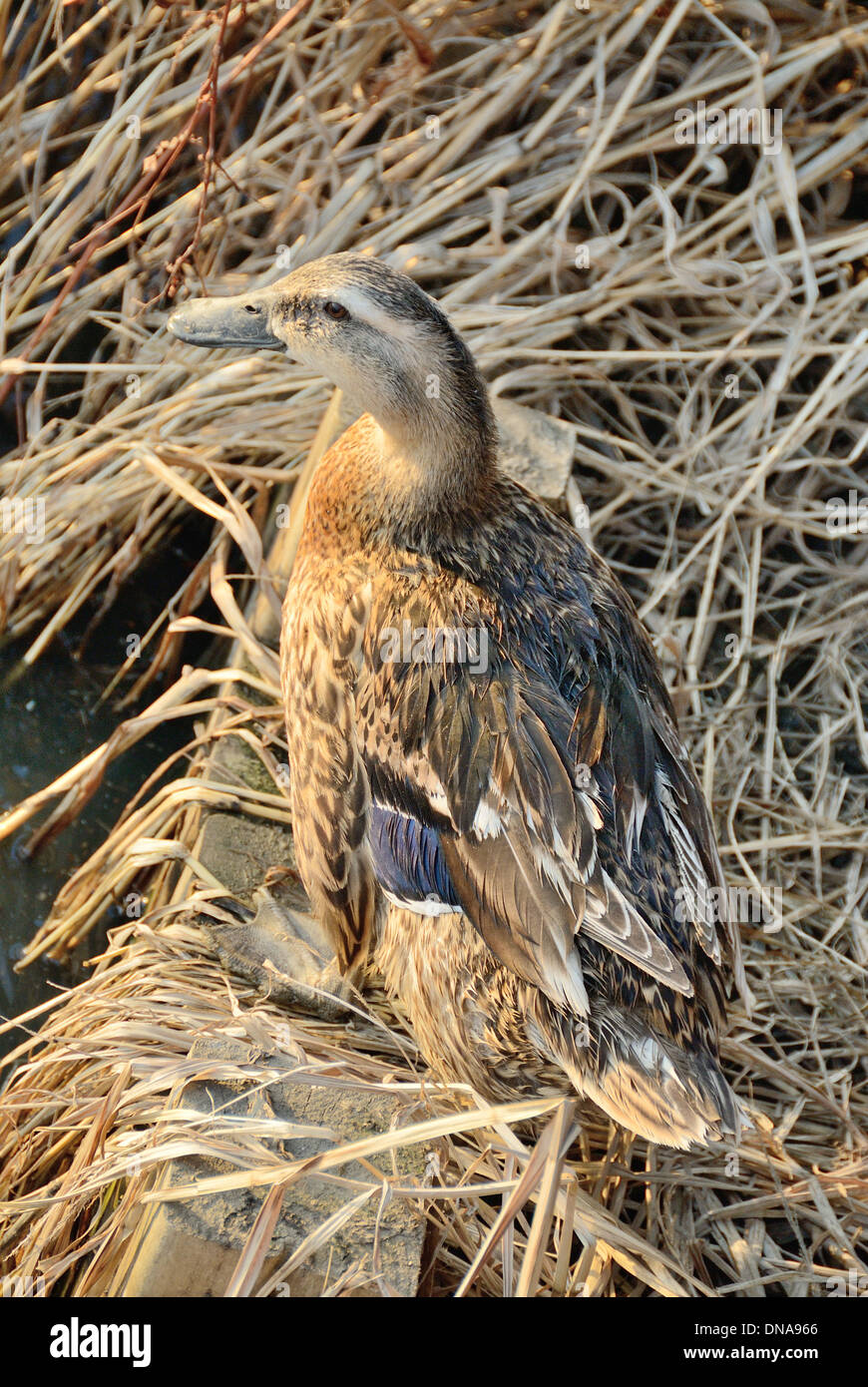 Anatra selvatica in cannucce Foto Stock