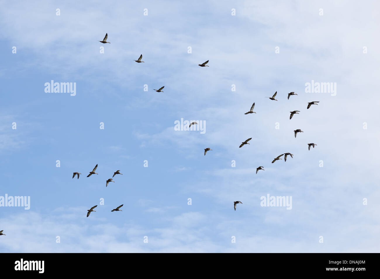 Uccelli in volo nel cielo Foto Stock