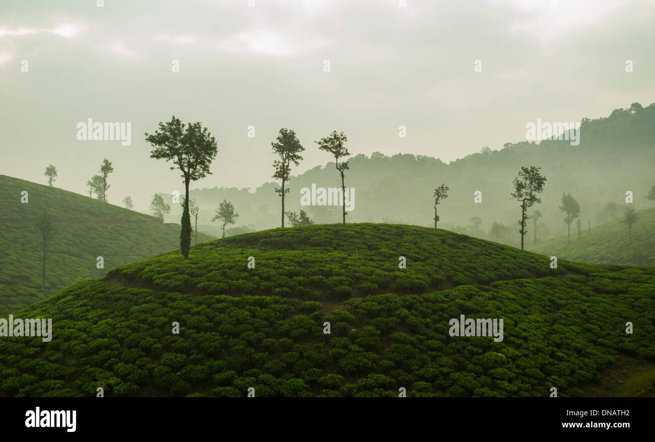 Misty la piantagione di tè Foto Stock
