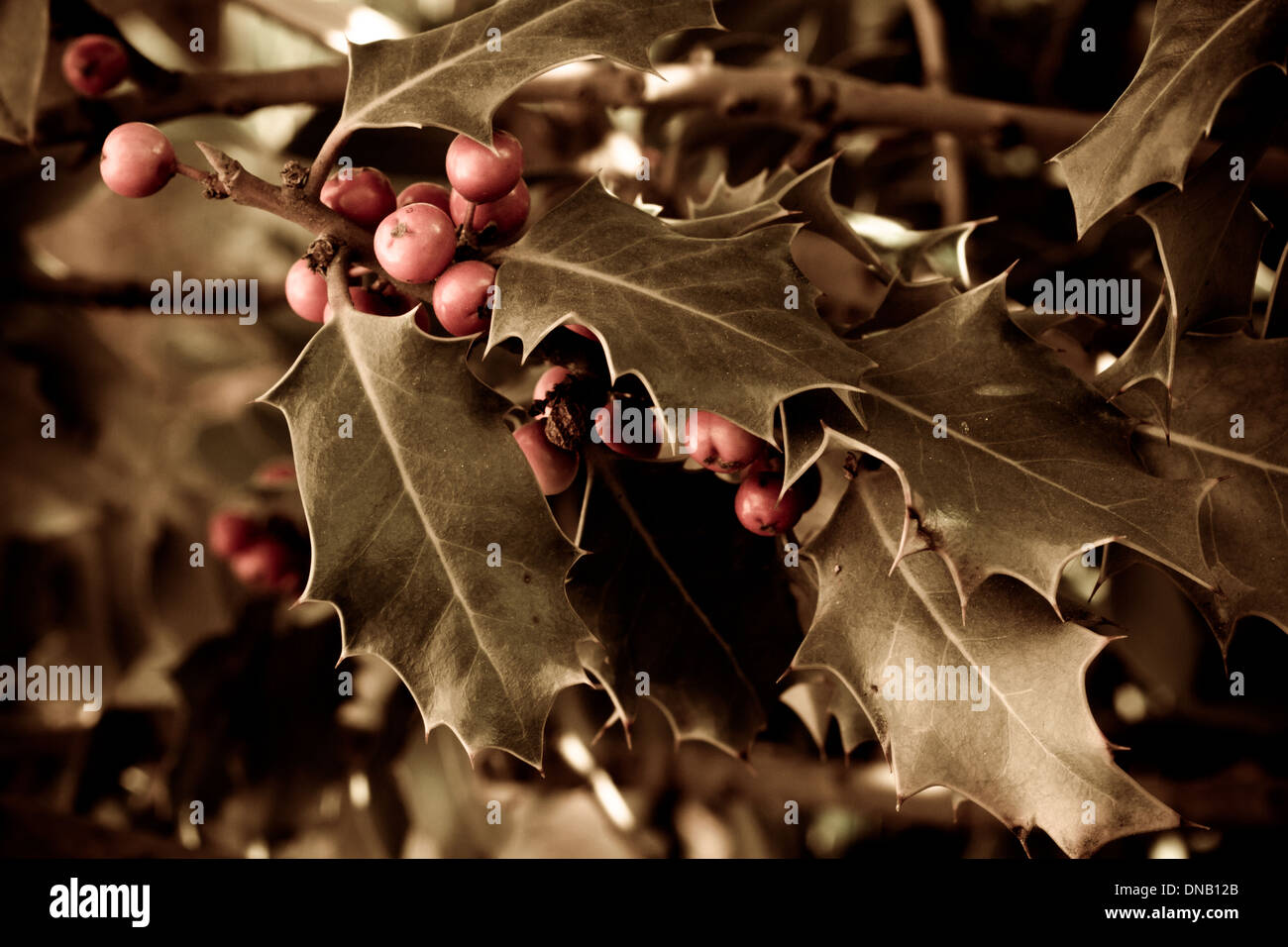 Holly bush con bacche rosse con sfocato Foto Stock