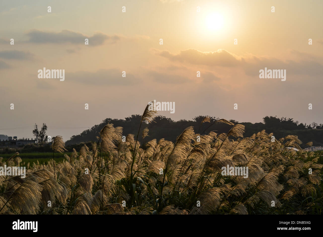 Okinawa mattina con sunrise e golden erba Foto Stock