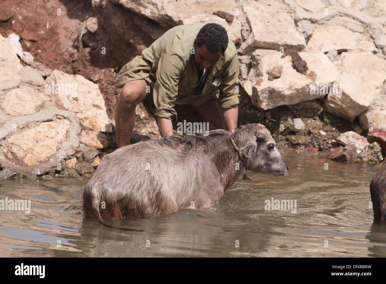 L uomo dando il bagno per il suo vitello bufalo d'acqua El Fayoum Egitto . Foto Stock L uomo dando il bagno per il suo vitello bufalo d'acqua El Fayoum Egitto . Foto Stock