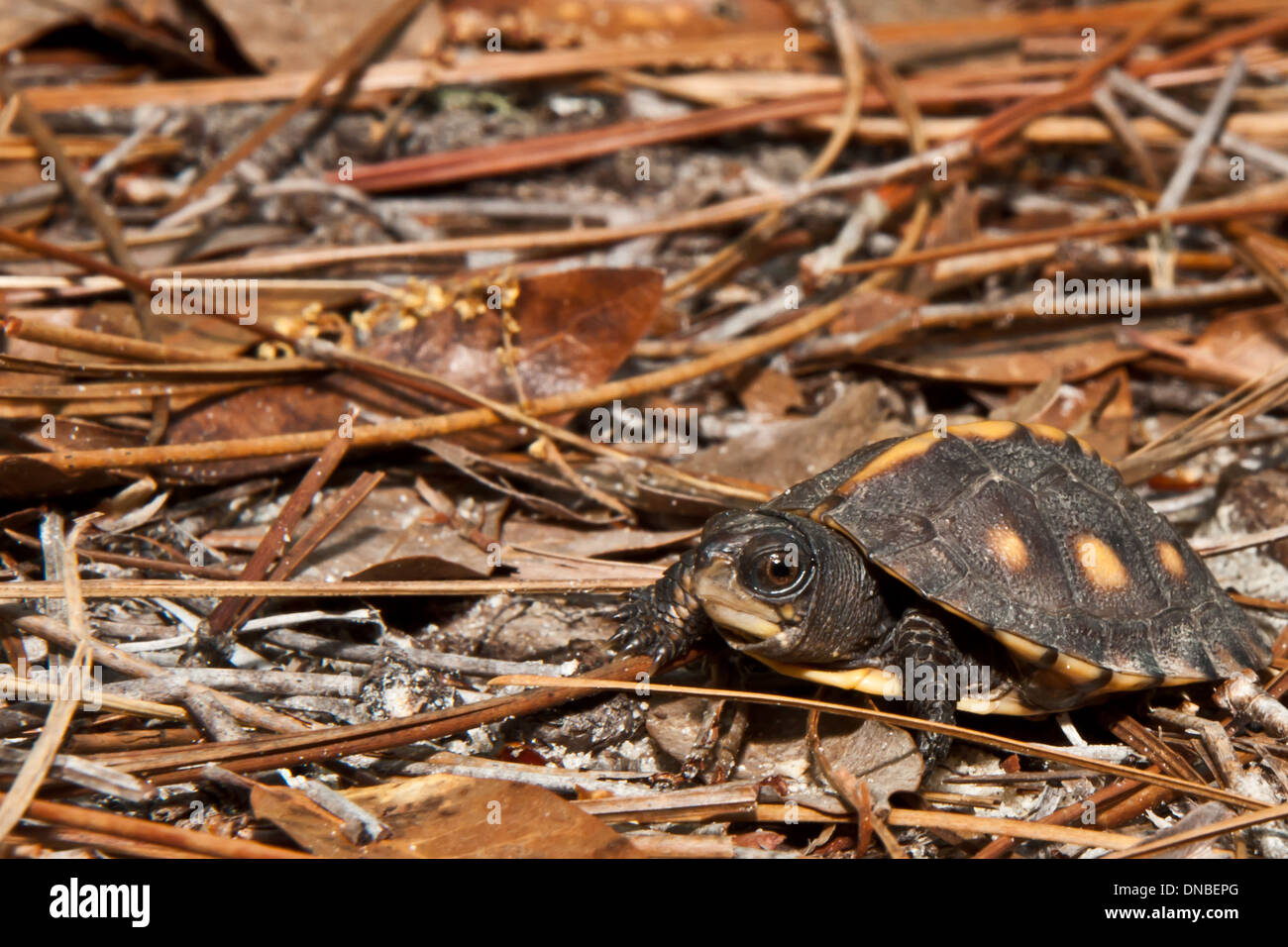 Costa del Golfo Box Turtle Hatchling Foto Stock