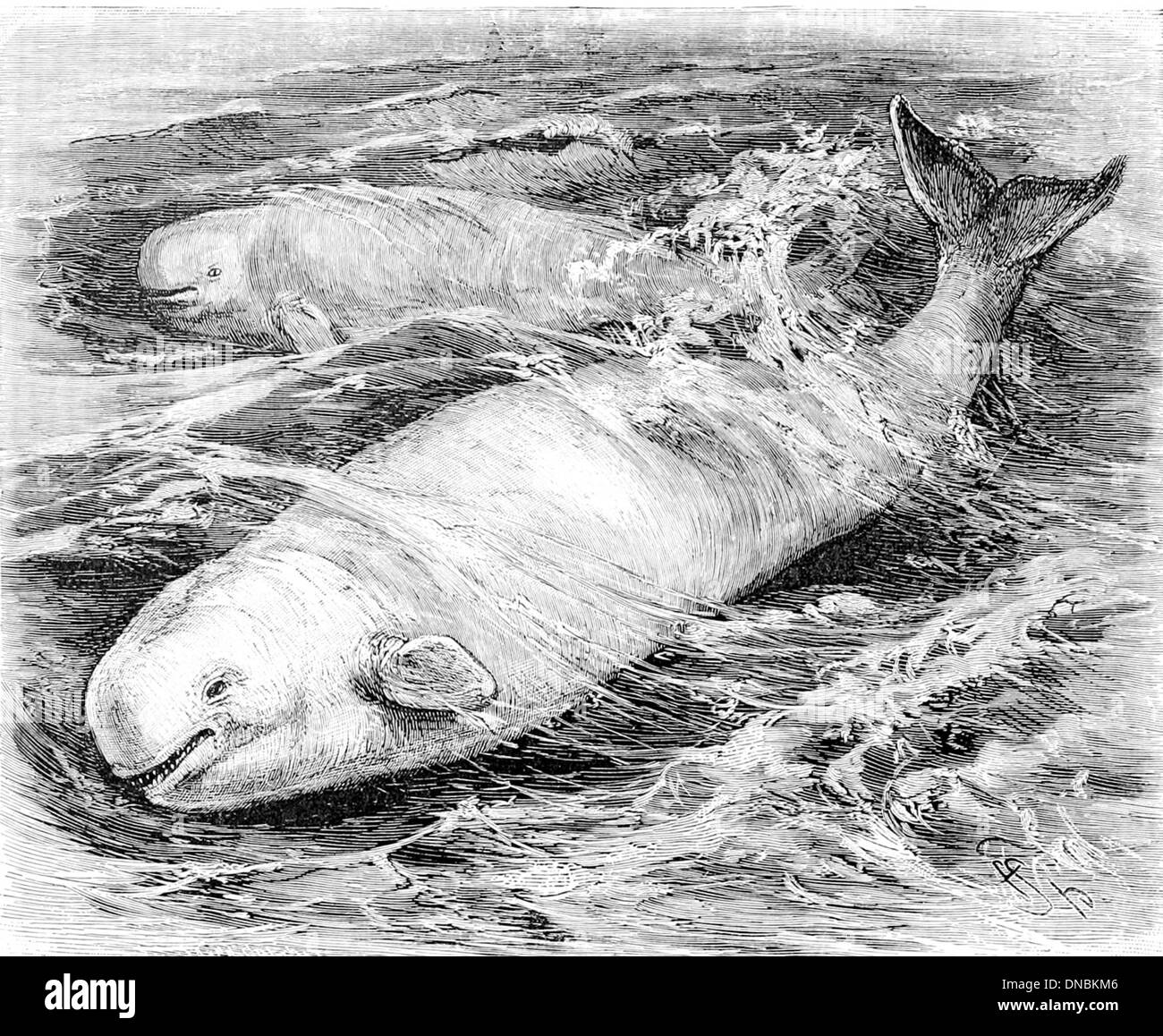 Delphinapterus leucas, comunemente nota come balena beluga, è una specie di balena che si trova nelle acque artiche e sub-artiche. È noto per il suo colore bianco, la mancanza di pinna dorsale e il comportamento altamente sociale. Foto Stock