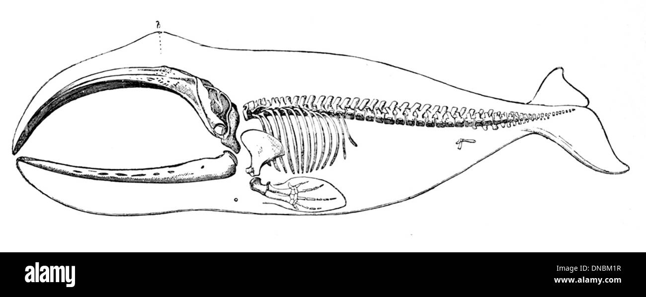 La balena groenlandese (Balaena mysticetus), nota anche come balena a testa tonda, è una specie artica nota per il suo folto blubber e le sue grandi dimensioni. È in grado di vivere per oltre 200 anni ed è noto per i suoi modelli migratori. Foto Stock