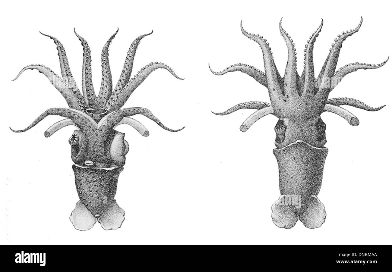 Histioteuthis bonnellii Hoyle, o calamaro di vetro, è una specie di calamari di mare profondo nota per il suo corpo trasparente e gli organi bioluminescenti. Abita le profondità oceaniche in tutto il mondo. Foto Stock
