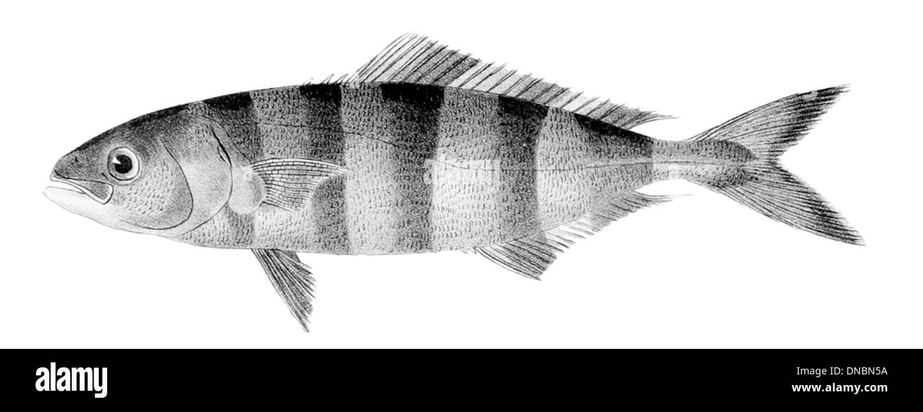 Naucrates ductor, o il pesce pilota, è una specie che si trova negli oceani tropicali e subtropicali. È conosciuta per la sua stretta associazione con gli animali marini più grandi, come squali e razze, che segue per il cibo. Foto Stock