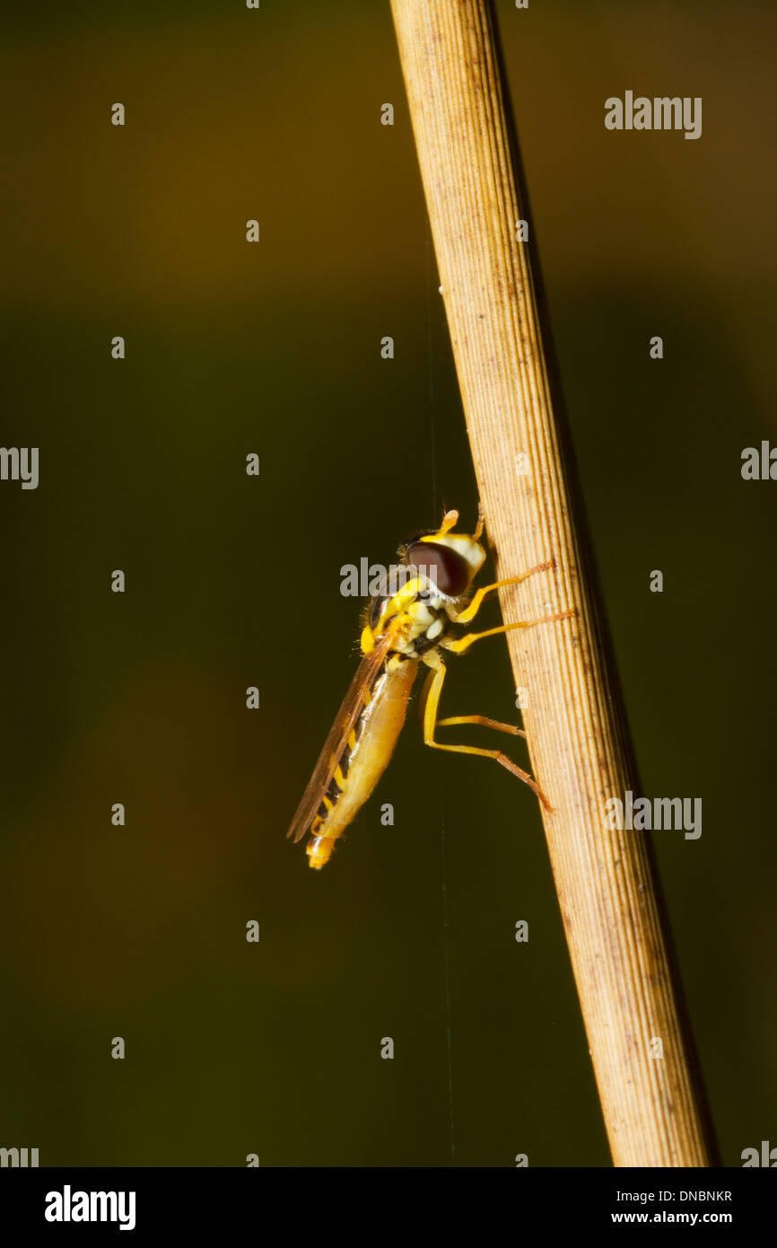 Ditteri Mosca Foto Stock