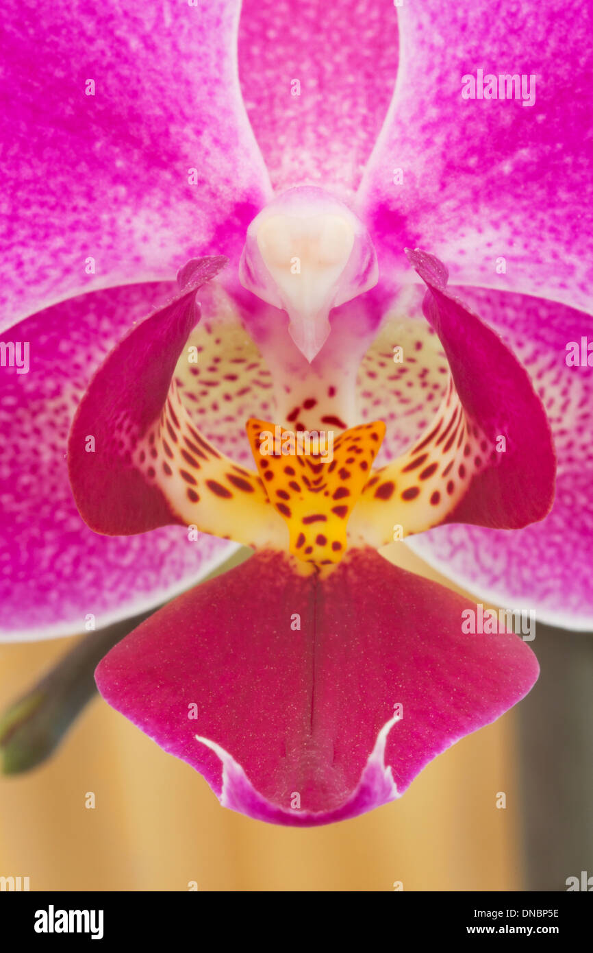 Dettaglio di un fiore di orchidea Foto Stock