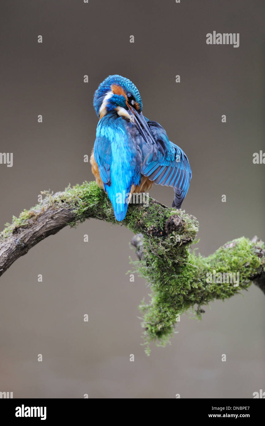 Common kingfisher (Alcedo atthis) - REGNO UNITO Foto Stock